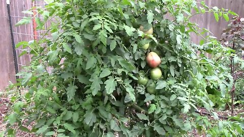 Two Types of Tomatoes Growing On The Same Plant