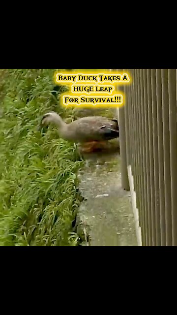 Baby Duck Takes A HUGE Leap For Survival | Duck Family Adventures 🌟💥😱🎉👍