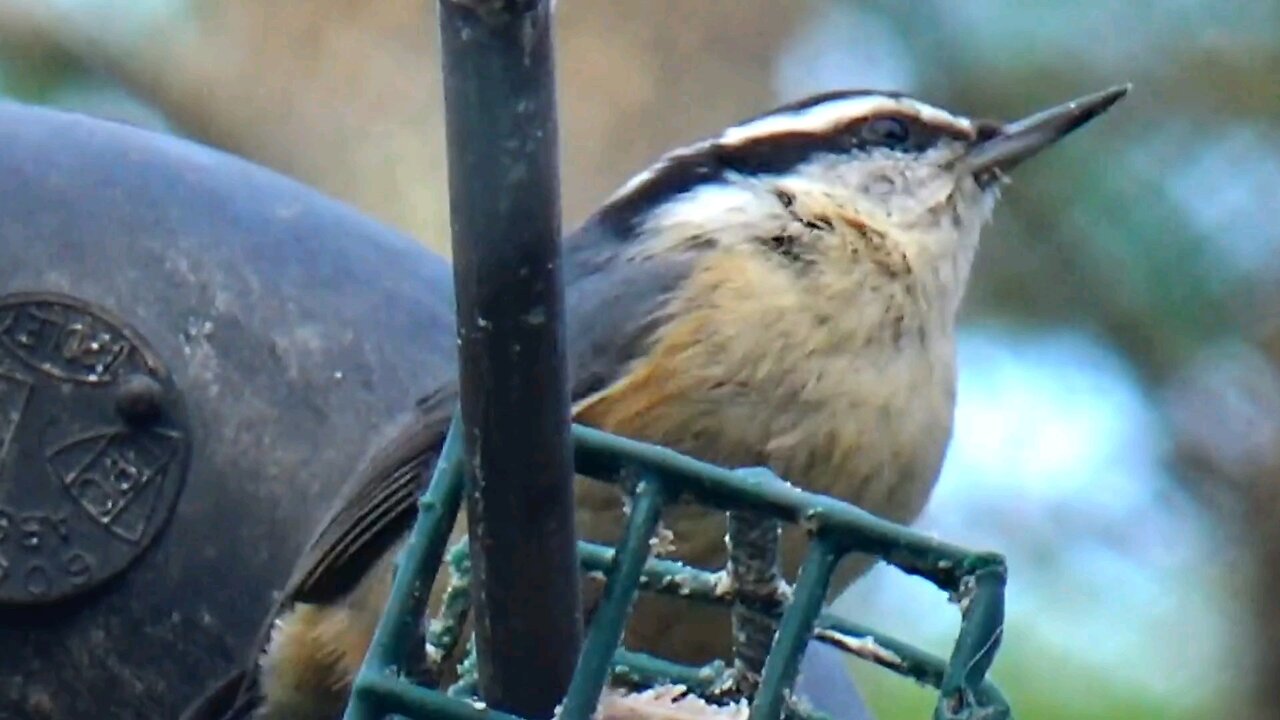 Nuthatch