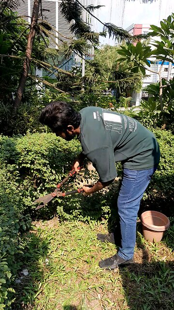 gardening, cutting tree