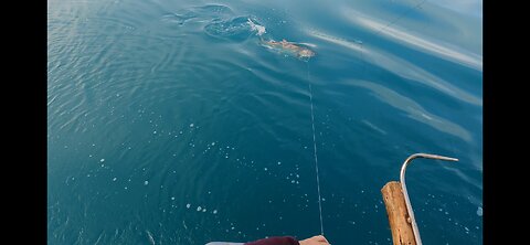 Chinook Tactics for trolling