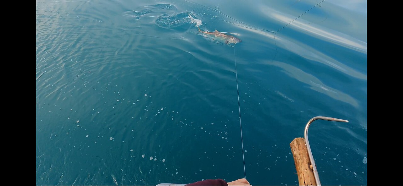 Chinook Tactics for trolling