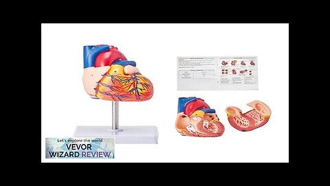 VEVOR Human Heart Model 2-Part 1:1 Life Size Anatomically Accurate Numbered Anatomical Review