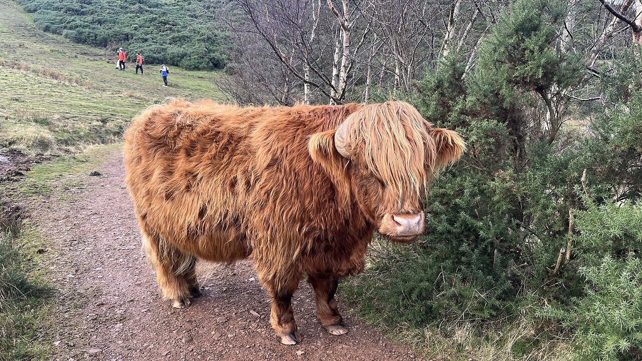 Flora and Fauna of the Pentlands 2024