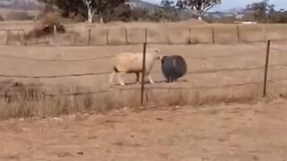 There's A Metaphor To Describe Democrats Somewhere In This Video… I Just Can't Put My Hoofs On It