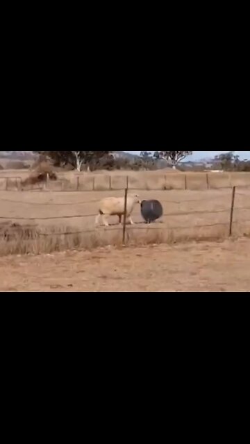 There's A Metaphor To Describe Democrats Somewhere In This Video… I Just Can't Put My Hoofs On It