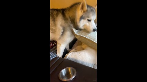 My husky trying to figure out how to get comfy on all the pillows.