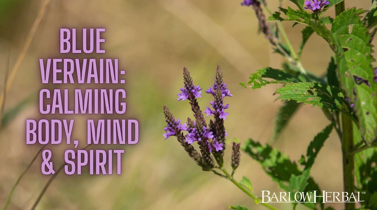 The Health Benefits of Blue Vervain