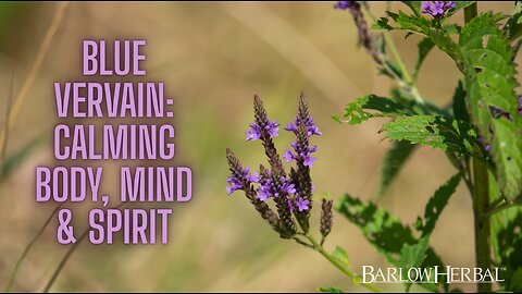 The Health Benefits of Blue Vervain