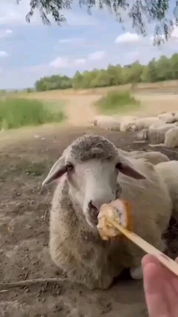 the last cough 😂😂