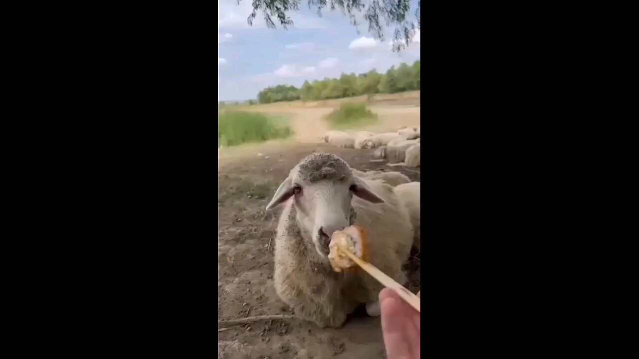 the last cough 😂😂