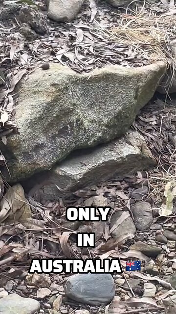 Kangaroos in Australia 🇦🇺