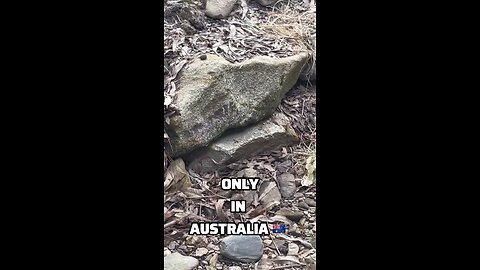 Kangaroos in Australia 🇦🇺 