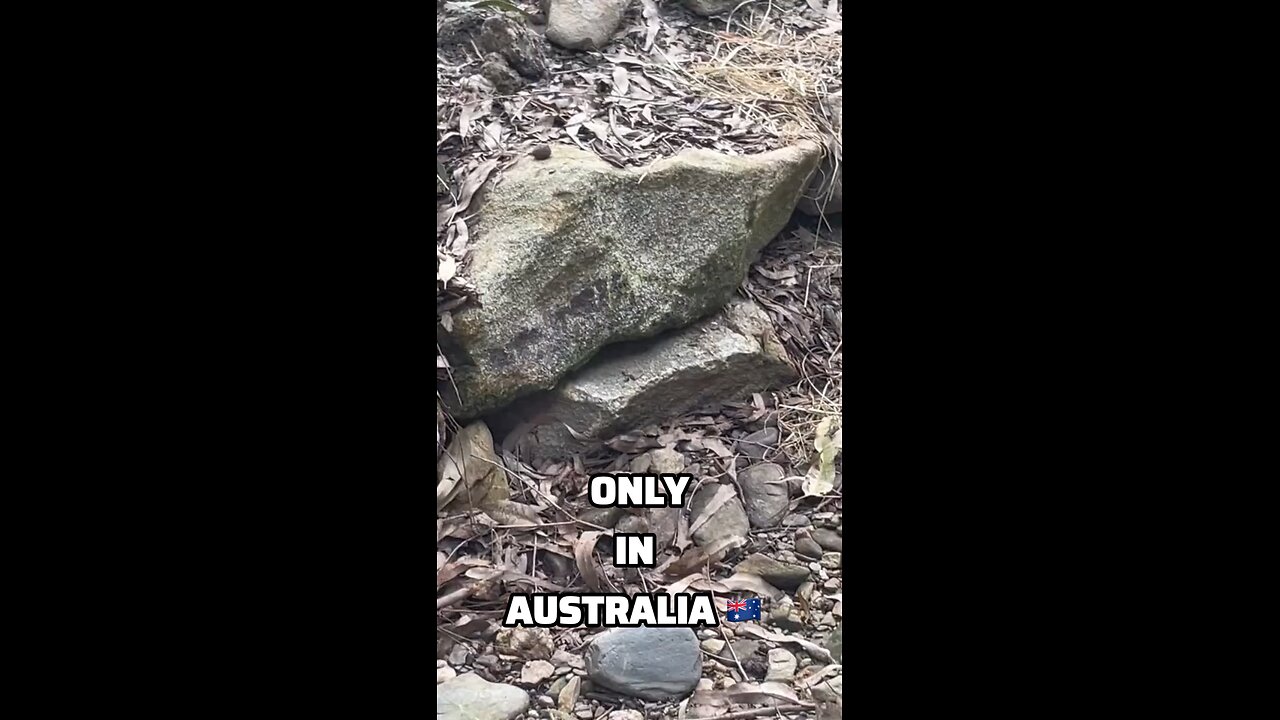 Kangaroos in Australia 🇦🇺