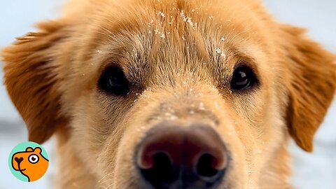 Saved Pup Touches Snow For The First Time And Can’t Get Enough | Cuddle Buddies