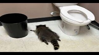 Virginia Authorities Take In Raccoon After Passing Out in Liquor Store Bathroom