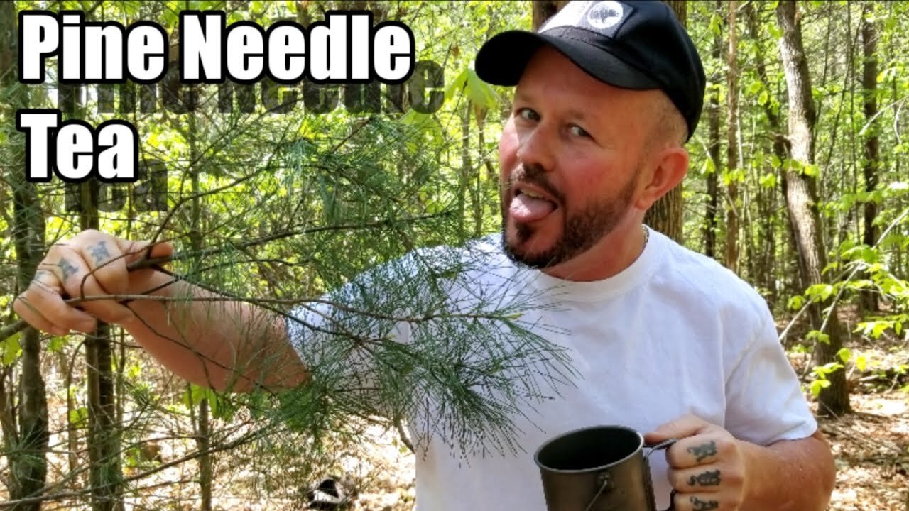Wild Edibles - Pine Needle Tea