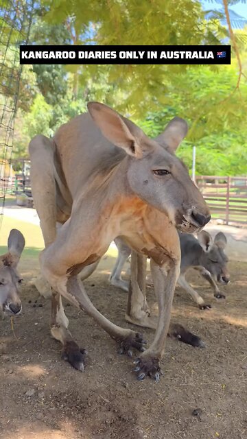 Kangaroo diaries only in Australia 🇦🇺