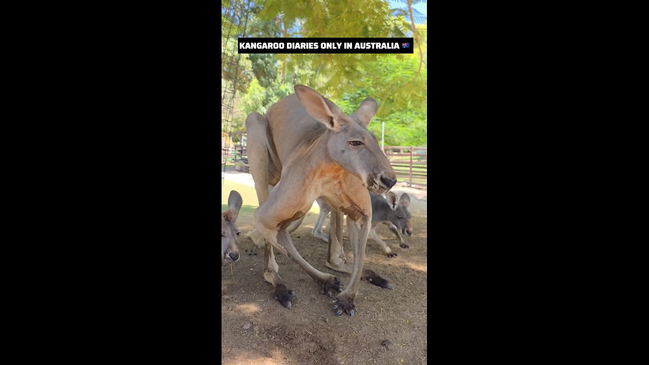 Kangaroo diaries only in Australia 🇦🇺