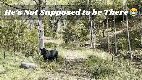Our Bull Decided to go on a Walkabout 😂