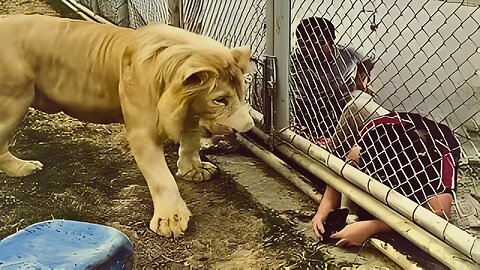 Animals That Forgot How to Act 😂 | Funniest Animal Fails 2025