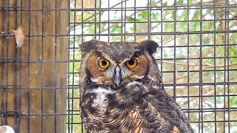 Great Horned Owl