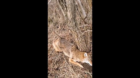 a coyote and 2 coons kind of day