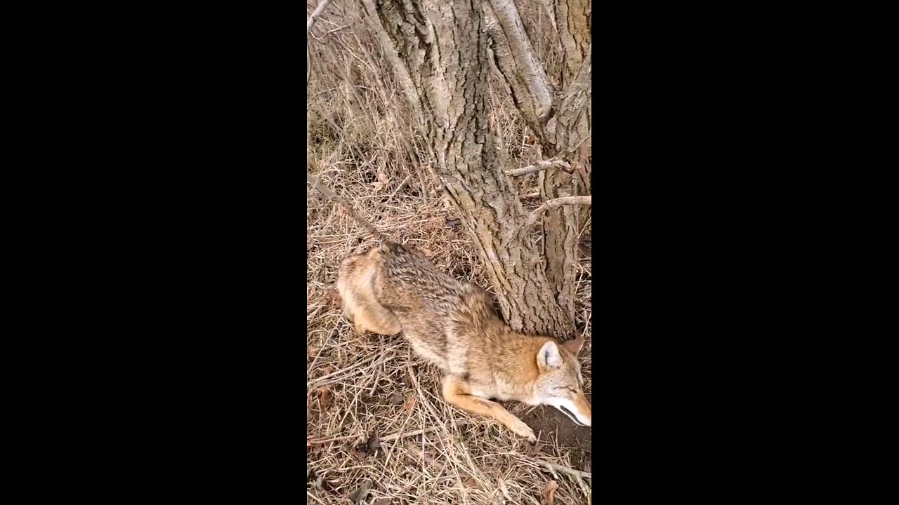 a coyote and 2 coons kind of day