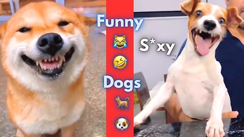 Funniest Dogs Ever! 😂🐶 | Try Not to Laugh