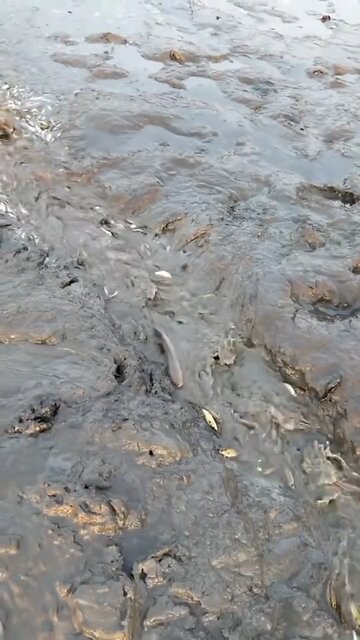 Small Fish from Village Waters