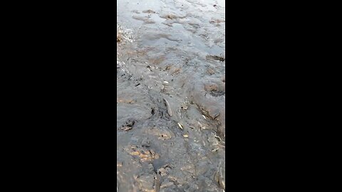 Small Fish from Village Waters