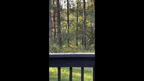 Blue jay
