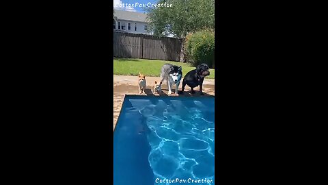 That cat mad cheating.