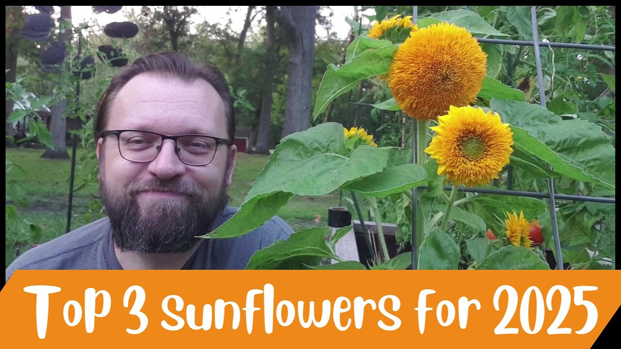 Top 3 sunflowers for 2025