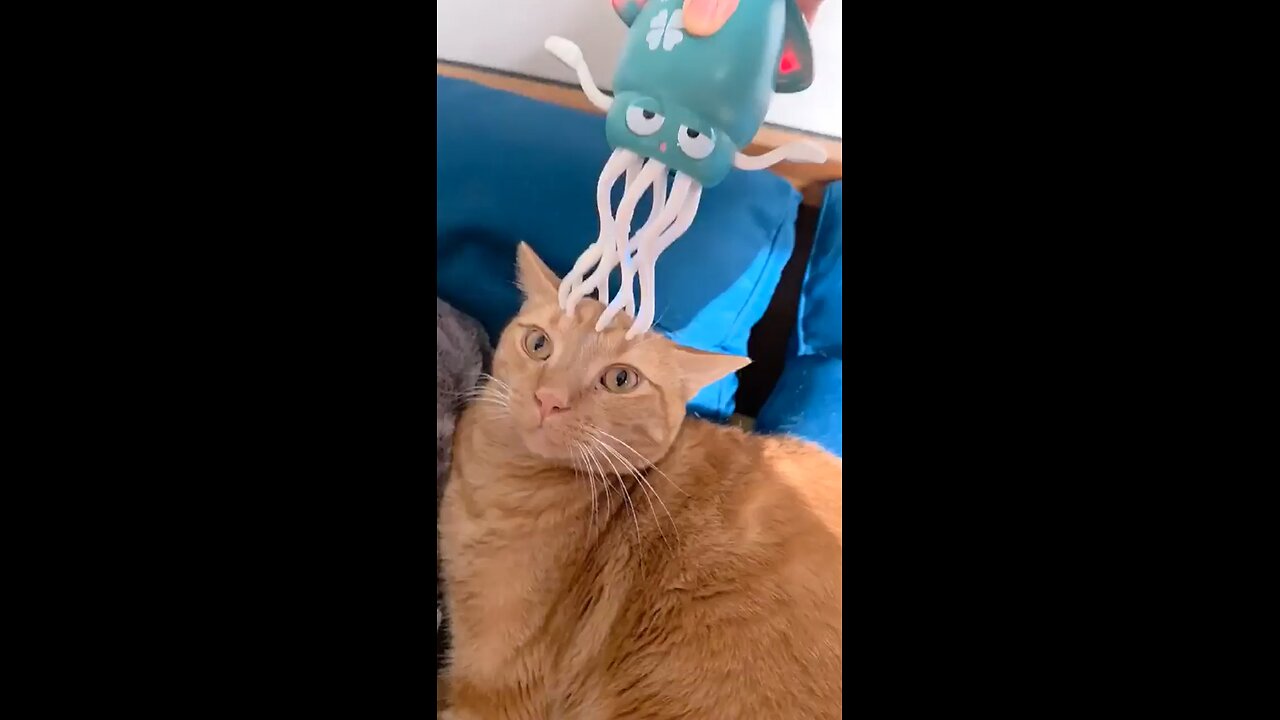 Kat