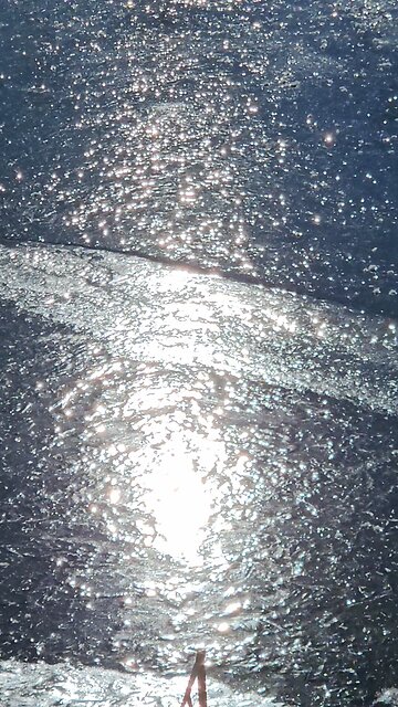 Lonely Goose Swimming in Icy Waters