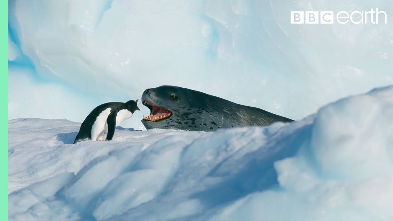 Tiny Penguin Makes a Deadly Dash From Giant Leopard Seal