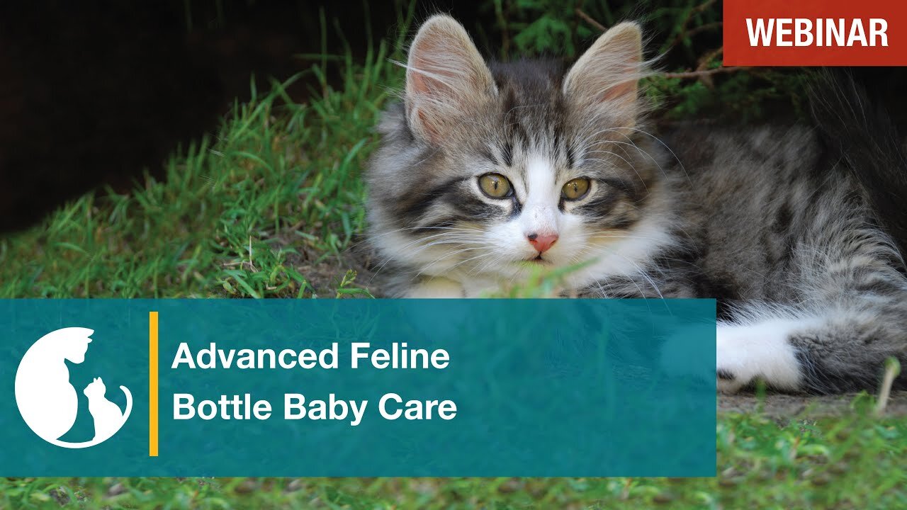 Advanced Feline Bottle Baby Care