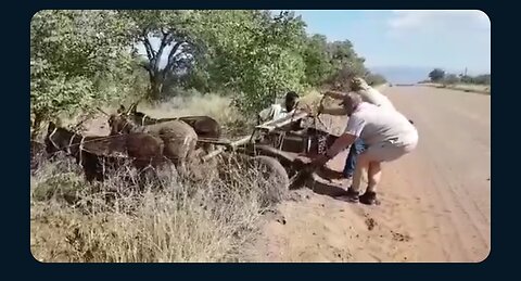 they tried to help donkey cart (epic fail)