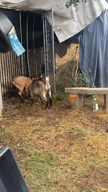 Siblings, you can almost imagine them saying, “Mom, she touched me!”