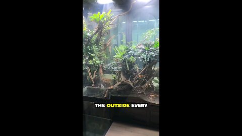 my nerdy litle hobby:Ecosistem vivarium-maintenance