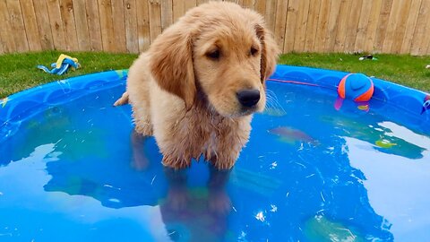 My Puppy's First Time in Swimming Pool