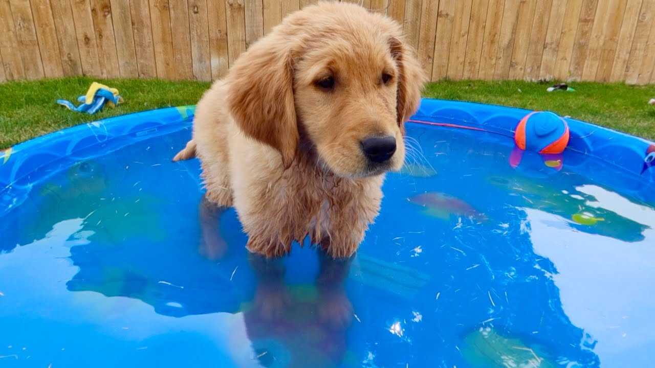 My Puppy's First Time in Swimming Pool