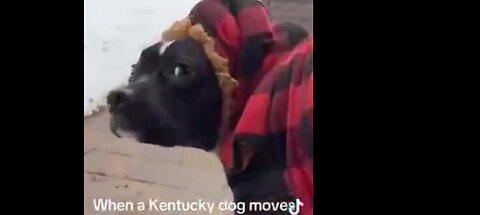 Some dogs love it...others not so much