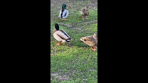 Mallard Ducks 🦆 #mallardducks #ducks #duck #viral #followme #trending #shorts