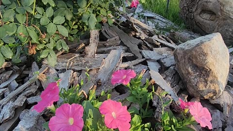 Evening sets on Petunias