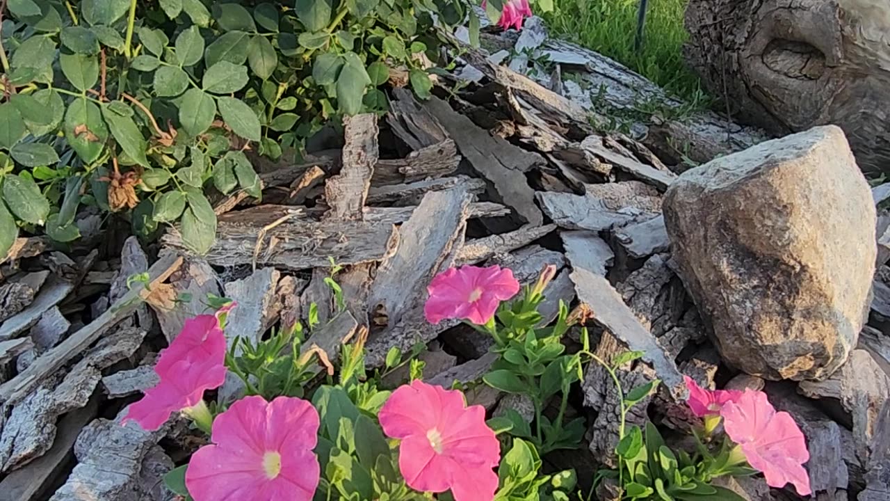 Evening sets on Petunias