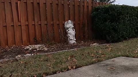 Blasian Babies Family Keep An Eye On The Neighborhood Squirrels Via GoPro Max HyperLapse