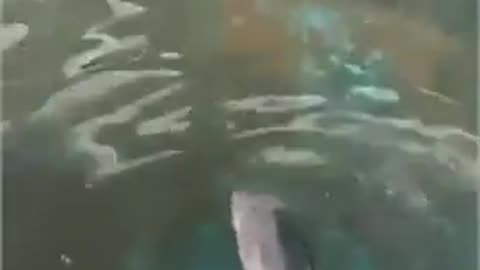 🧠😮 This Cuttlefish Looks Just Like a Human Face! | FeedMyCuriosity