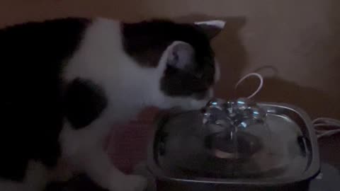 Peanut’s refreshing drink